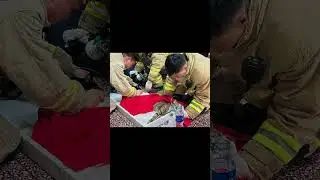 Two cats survived 37 days in the ruins of a devastating fire in Hong Kong. #cat #catlovers #rescue