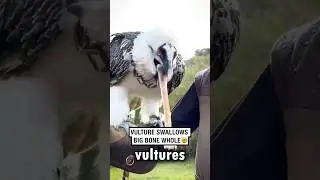 How Vultures Eat and Digest Whole Bones with Ease!