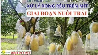TREATING ALGAE ON JACKFRUIT TREES DURING THE FRUIT-GROWING STAGE