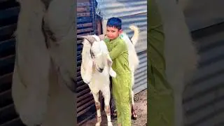 Eid Ul Adha Crying Videos 2025 | Bakra Eid Emotional Videos | #shortvideo