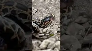 mamba negra VS cascabel #vidasalvaje #animales #animals #mundoanimal #animallife #wildlife