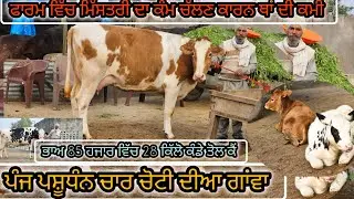 ਫਾਰਮ ਵਿੱਚ ਮਿੱਸਤਰੀ ਦਾ ਕੰਮ ਚੱਲਣ ਕਾਰਨ ਸੇਲ ਚੋਟੀ ਦੀਆ ਚਾਰ ਗਾਂਵਾ 👉🏻 85,ਹਜਾਰ ਵਿੱਚ 28 ਕਿੱਲੋ ਆਲੀ D 15-1-2026