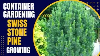 Container Gardening with Swiss Stone Pine: How to Successfully Grow Swiss Stone Pine in Pots