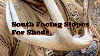 South facing slopes are ideal spots to shed hunt!