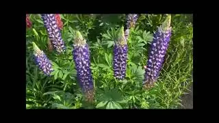Pest control: Lupin aphids and how to deal with them