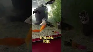 Molly's Fighr #daily #life #of #aquarium #fish #mollyfish #livefish #fishkeeping #aquariumfish