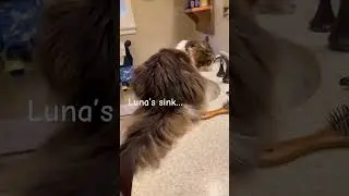 Luna Wants A Drink #shorts #pets #fluffy #bigcats