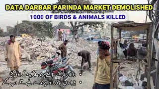 Data Darbar Bird Market Demolition | Parinda Market Lahore | Thousands of Birds & Animals Killed