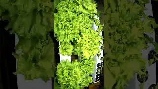 Hydroponic Lettuce Timelapse