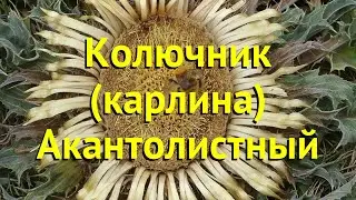 Колючник акантолистный. Краткий обзор, описание характеристик, где купить carlina acaulis