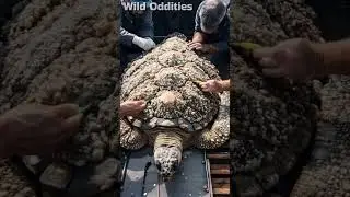 Majestic turtle cleared of barnacles thanks to fishermen...