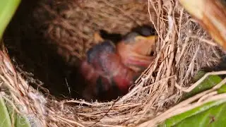 live #shorts #viral #india #punjab #world #turkey #singapur# bird's mating #animal# pets and animals