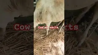 #cow Nasal granuluma#shortsviral #subscribe #shorts #short#shortvideos #animals #short #shortsfeed