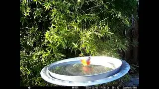 Painted Bunting Sunset Wading  2-2-2024
