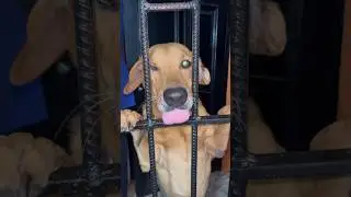 Он взлетает, когда меня видит! 🥰😊 #youtubeshorts #dogshorts #pets #doggielife #gymdog