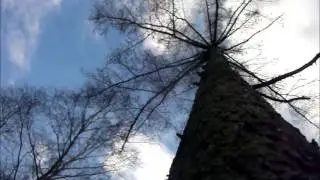 Timber test