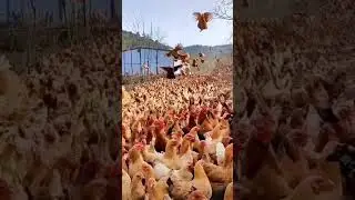 A group of hens,cock,birds