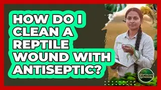 How Do I Clean A Reptile Wound With Antiseptic?