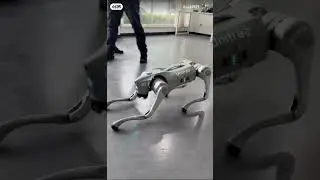 Unitree Go2 Robot Dog | Quadruped Robotics for Adults Embodied AI