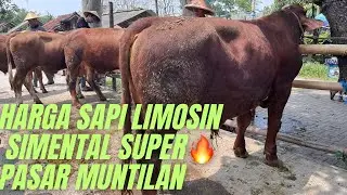‼️HARGA SAPI LIMOSIN SIMENTAL SUPER ‼️PASAR MINTILAN🔥🔥