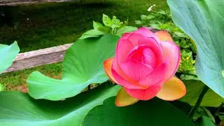 Cleaning Out the Lotus Pond (AKA, bathtub)