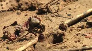 Panasonic AG-HMC150 AVCCAM Test Hunting Island S.C.
