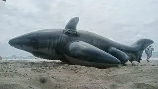 riding a shark in The sand!