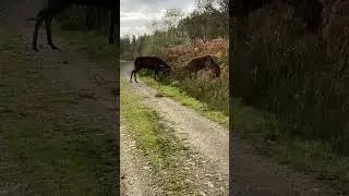 Red Stags fighting.