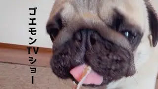 【パグ】ASMRゴエモンのミミガー咀嚼音｜ブヒブヒ癒し動画　Pug ASMR Eating Pig Ear 🐶｜Cute Snorting & Chewing Sounds | Goemon