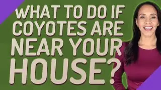 What to do if coyotes are near your house?