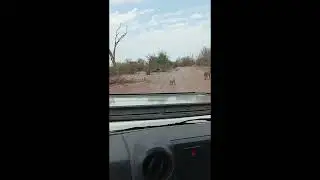 Lions spotted on a game drive in Chobe