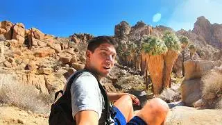 Hiking The Lost Palms Oasis Trail in Joshua Tree National Park