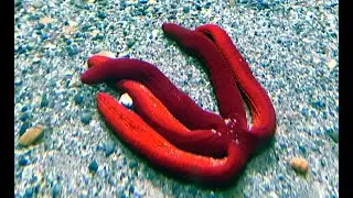 パープルスターフィッシュ　Purple starfish　Ophidiaster ophidianus