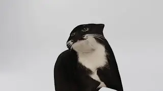 Maxwell the cat - Passion for dance 1hour (with Dancing dog)