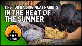 RAISING MEAT RABBITS: Top Tips For Breeding And Care During The Summer Season