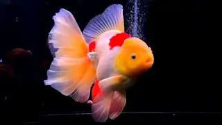 Fancy Goldfish breed farm || Stunning Black & Panda Oranda Goldfish | Cute Oranda Varieties Showcase