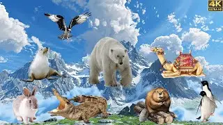 Animal Sounds Compilation: Polar Bear, Camel, Seal, Crow, Rabbit & More!