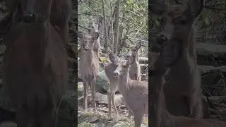 Deer standing at attention! #mikedrop #deer #attention