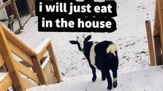 Penny the talking Goat | she hates going to the barn | FUNNY