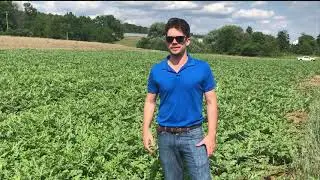 Facts From the Field - Watermelons