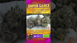 Super Sauce THCa Flower | 30%+ Living Soil Hybrid | Sweet Candy Gas, Euphoric, Uplifting, Bulk #thca
