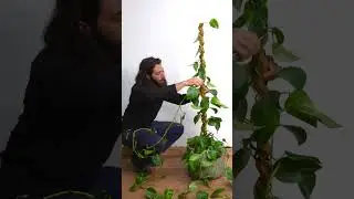 Styling a pothos plant #pothosplant  #pothos #houseplants #plants #plantstyling #plantcare