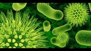 محاضرة 2 ميكرو Normal flora of human body اولى تخصصية مختبرات طنطا ا.د/ توفيق محمد