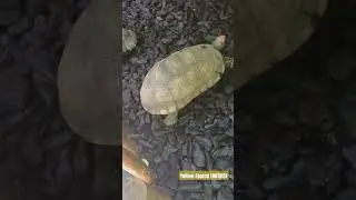 Желтоногая черепаха 🐢 || #красноногая #черепаха #шорты #короткоевидео #рептилии