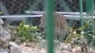 Putin and the Leopards