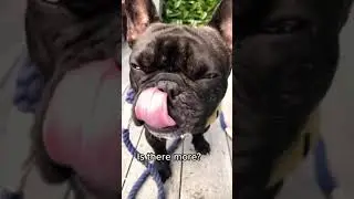 Pawssible Calming Hemp Treats For Dogs