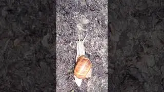 #Speedlimit violated the snail is speeding #snail #speedup #mindset #force of #nature #wildlife