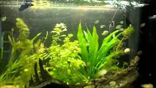 Juwel 110 l