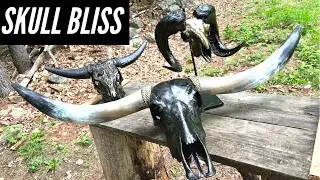 Skull Bliss Review: Longhorn, Ram, Cow, Buffalo Skulls - Decorated, Environmentally Friendly