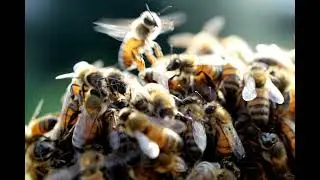 Beekeeping in Wisconsin, What&rsquo;s new in winemaking